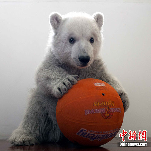 100-day-old party held for 1st artificially bred polar bear in Shandong