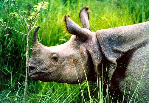 Asian Rhinoceros seen in its tall grass habitat. [File photo] 