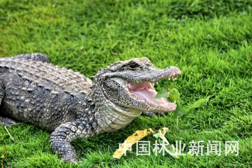 Yangtze alligator [File photo] 