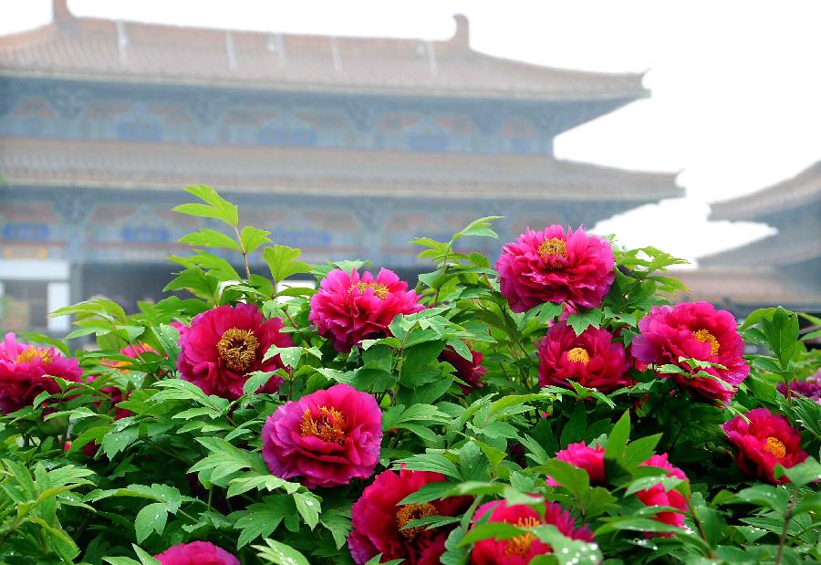 Peonies are seen in full blossom near an ancient building at a garden in Luoyang, capital of central China's Henan Province, April 10, 2012. Peonies of over 1,200 categories will gradually reach the flowering stage this month in Luoyang, a city famous for the peonies. (Xinhua/Wang Song) 