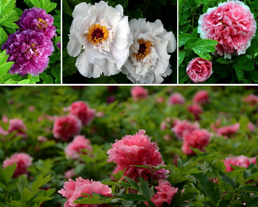 Combo photo taken on April 10, 2012 shows peonies in full blossom at a garden in Luoyang, capital of central China's Henan Province. Peonies of over 1,200 categories will gradually reach the flowering stage this month in Luoyang, a city famous for the peonies. (Xinhua/Wang Song) 