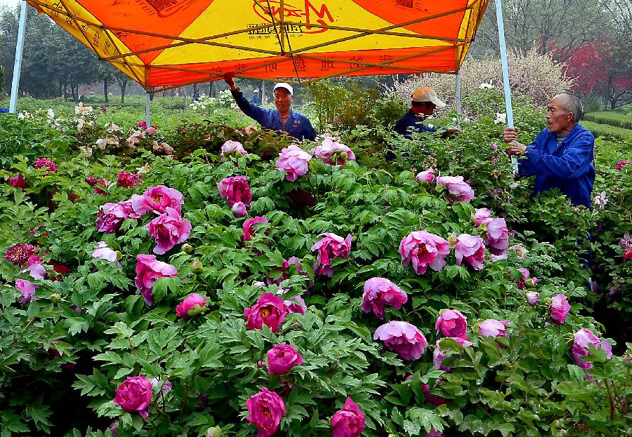 Workers remove the covering for peonies at a garden in Luoyang, capital of central China's Henan Province, April 10, 2012. Peonies of over 1,200 categories will gradually reach the flowering stage this month in Luoyang, a city famous for the peonies. (Xinhua/Wang Song) 