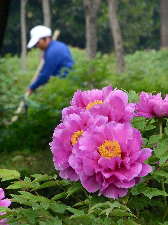 A worker clears the passageway for visitors to watch peonies at a garden in Luoyang, capital of central China's Henan Province, April 10, 2012. Peonies of over 1,200 categories will gradually reach the flowering stage this month in Luoyang, a city famous for the peonies. (Xinhua/Wang Song)