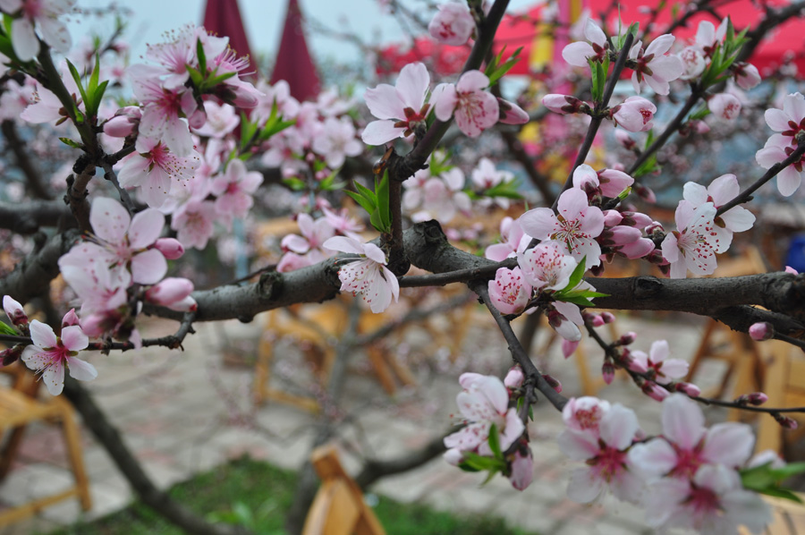 Peach flowers in full blossom are seen at Longquan Scenic Area, Chengdu, capital of China's Sichuan province on Mar. 27, 2012. Located in Long'er Mountain in the eastern part of Chengdu, Longquan Scenic Area includes Huaguo Mountain, Longquan Lake and other scenic spots. It is a picturesque place with lakes, hills, islands and forests. 