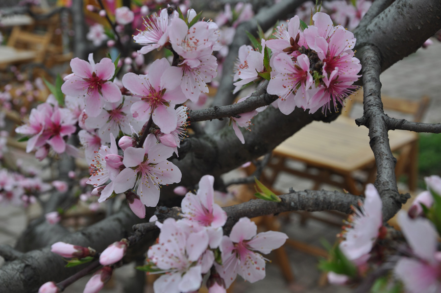 Peach flowers in full blossom are seen at Longquan Scenic Area, Chengdu, capital of China's Sichuan province on Mar. 27, 2012. Located in Long'er Mountain in the eastern part of Chengdu, Longquan Scenic Area includes Huaguo Mountain, Longquan Lake and other scenic spots. It is a picturesque place with lakes, hills, islands and forests. 