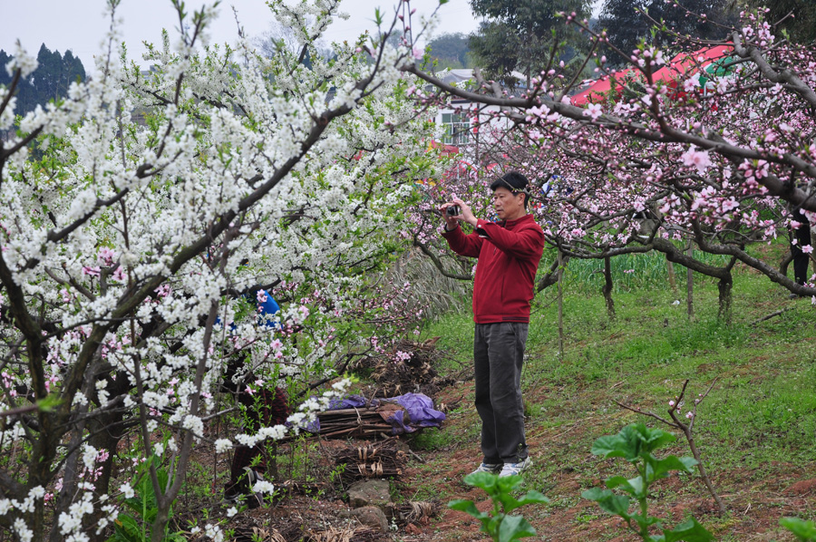 Peach flowers in full blossom are seen at Longquan Scenic Area, Chengdu, capital of China's Sichuan province on Mar. 27, 2012. Located in Long'er Mountain in the eastern part of Chengdu, Longquan Scenic Area includes Huaguo Mountain, Longquan Lake and other scenic spots. It is a picturesque place with lakes, hills, islands and forests. 