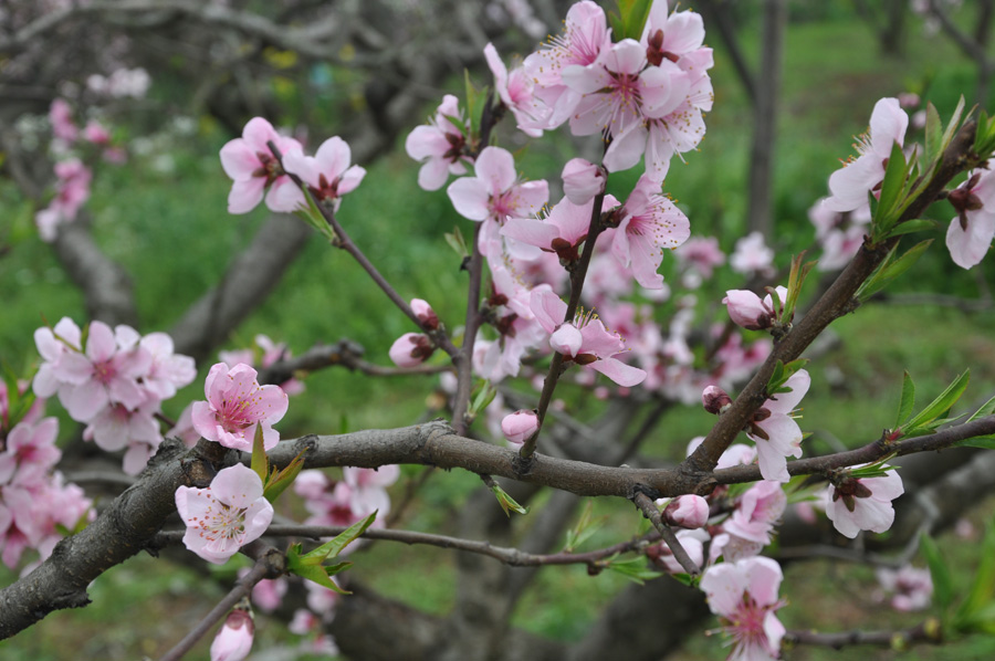 Peach flowers in full blossom are seen at Longquan Scenic Area, Chengdu, capital of China's Sichuan province on Mar. 27, 2012. Located in Long'er Mountain in the eastern part of Chengdu, Longquan Scenic Area includes Huaguo Mountain, Longquan Lake and other scenic spots. It is a picturesque place with lakes, hills, islands and forests. 