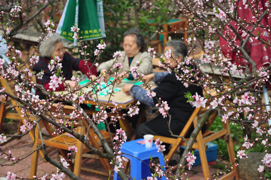 Peach flowers in full blossom are seen at Longquan Scenic Area, Chengdu, capital of China's Sichuan province on Mar. 27, 2012. Located in Long'er Mountain in the eastern part of Chengdu, Longquan Scenic Area includes Huaguo Mountain, Longquan Lake and other scenic spots. It is a picturesque place with lakes, hills, islands and forests. 