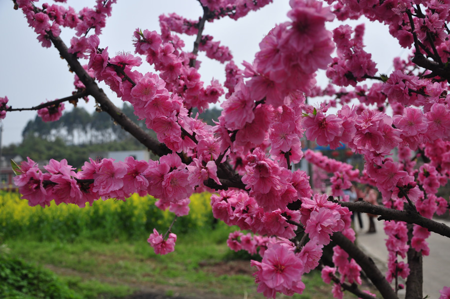 Peach flowers in full blossom are seen at Longquan Scenic Area, Chengdu, capital of China's Sichuan province on Mar. 27, 2012. Located in Long'er Mountain in the eastern part of Chengdu, Longquan Scenic Area includes Huaguo Mountain, Longquan Lake and other scenic spots. It is a picturesque place with lakes, hills, islands and forests. 