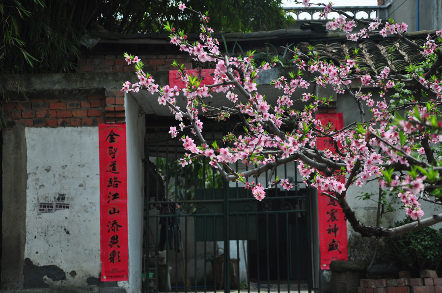 Peach flowers in full blossom are seen at Longquan Scenic Area, Chengdu, capital of China's Sichuan province on Mar. 27, 2012. Located in Long'er Mountain in the eastern part of Chengdu, Longquan Scenic Area includes Huaguo Mountain, Longquan Lake and other scenic spots. It is a picturesque place with lakes, hills, islands and forests. 