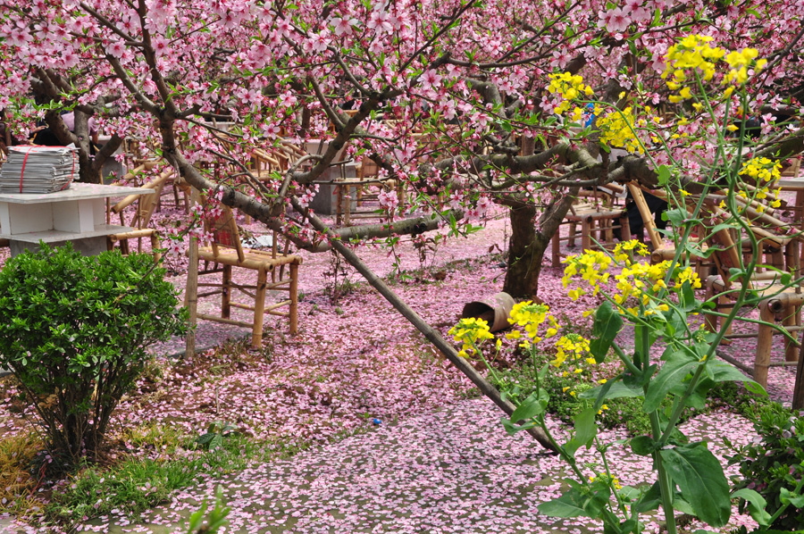 Peach flowers in full blossom are seen at Longquan Scenic Area, Chengdu, capital of China's Sichuan province on Mar. 27, 2012. Located in Long'er Mountain in the eastern part of Chengdu, Longquan Scenic Area includes Huaguo Mountain, Longquan Lake and other scenic spots. It is a picturesque place with lakes, hills, islands and forests. 