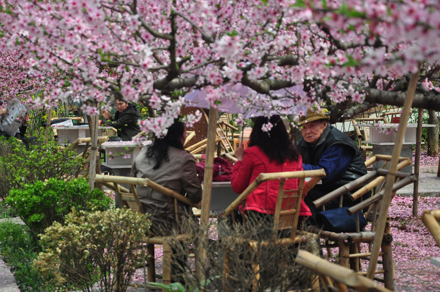 Peach flowers in full blossom are seen at Longquan Scenic Area, Chengdu, capital of China's Sichuan province on Mar. 27, 2012. Located in Long'er Mountain in the eastern part of Chengdu, Longquan Scenic Area includes Huaguo Mountain, Longquan Lake and other scenic spots. It is a picturesque place with lakes, hills, islands and forests. 