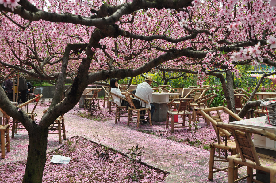 Peach flowers in full blossom are seen at Longquan Scenic Area, Chengdu, capital of China's Sichuan province on Mar. 27, 2012. Located in Long'er Mountain in the eastern part of Chengdu, Longquan Scenic Area includes Huaguo Mountain, Longquan Lake and other scenic spots. It is a picturesque place with lakes, hills, islands and forests. 