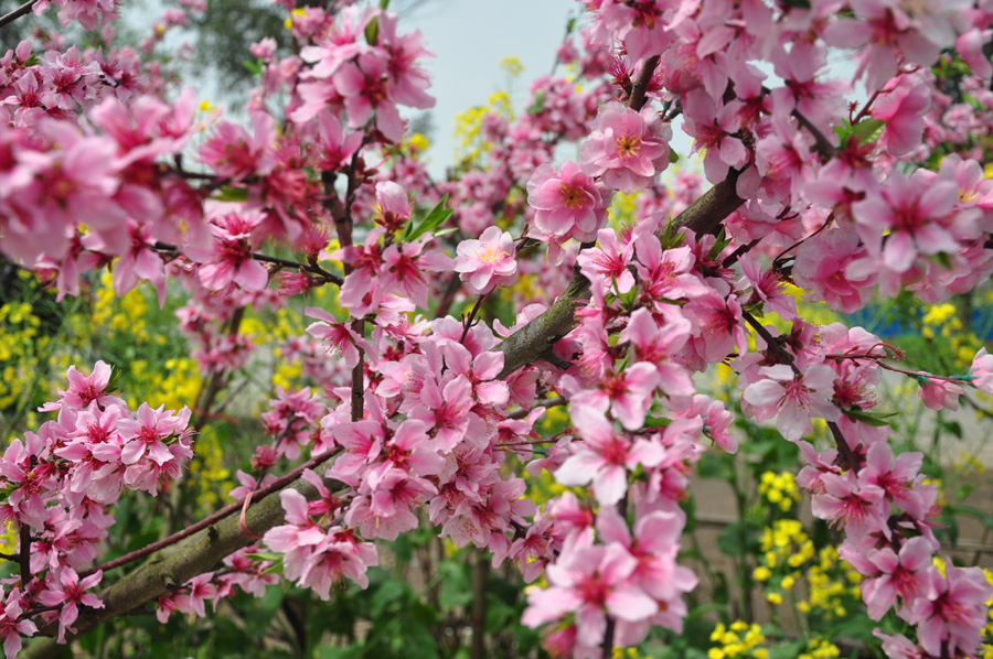 Peach flowers in full blossom are seen at Longquan Scenic Area, Chengdu, capital of China's Sichuan province on Mar. 27, 2012. Located in Long'er Mountain in the eastern part of Chengdu, Longquan Scenic Area includes Huaguo Mountain, Longquan Lake and other scenic spots. It is a picturesque place with lakes, hills, islands and forests. 