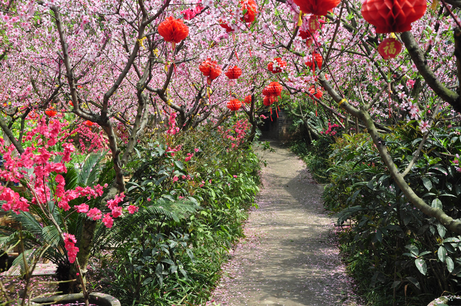 Peach flowers in full blossom are seen at Longquan Scenic Area, Chengdu, capital of China's Sichuan province on Mar. 27, 2012. Located in Long'er Mountain in the eastern part of Chengdu, Longquan Scenic Area includes Huaguo Mountain, Longquan Lake and other scenic spots. It is a picturesque place with lakes, hills, islands and forests. 