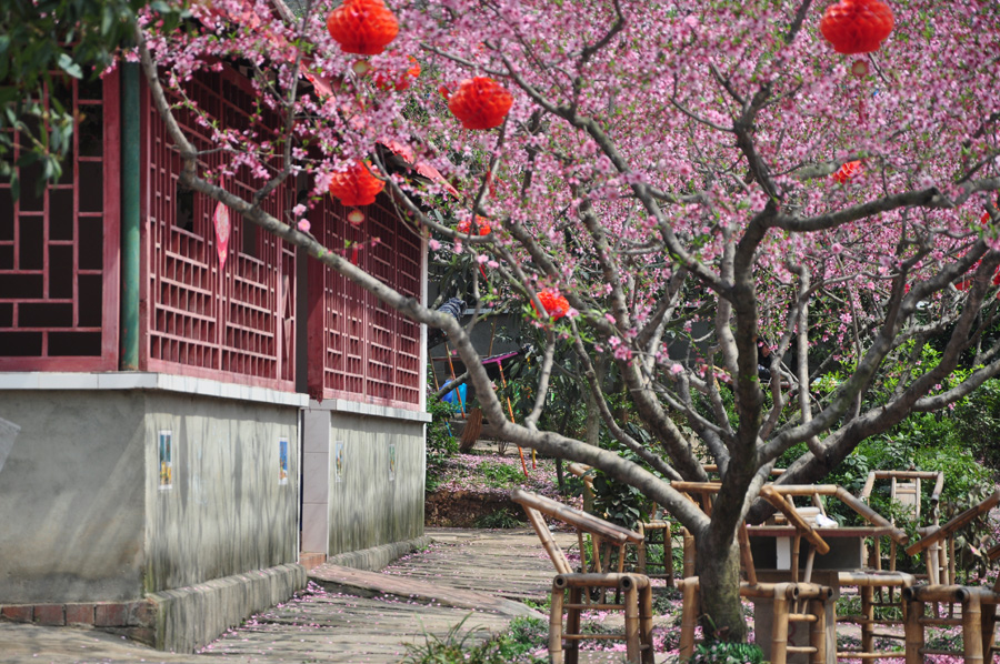 Peach flowers in full blossom are seen at Longquan Scenic Area, Chengdu, capital of China's Sichuan province on Mar. 27, 2012. Located in Long'er Mountain in the eastern part of Chengdu, Longquan Scenic Area includes Huaguo Mountain, Longquan Lake and other scenic spots. It is a picturesque place with lakes, hills, islands and forests. 