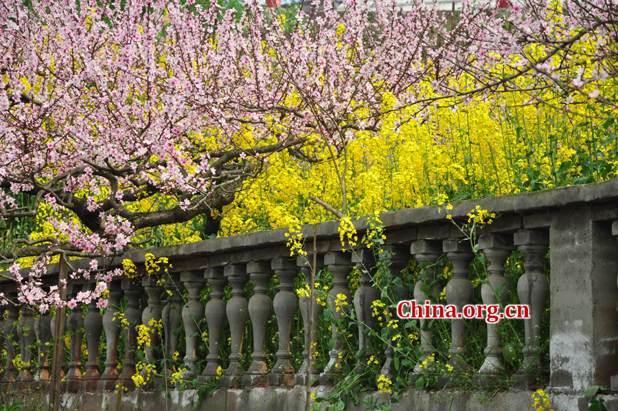 Peach flowers in full blossom are seen at Longquan Scenic Area, Chengdu, capital of China's Sichuan province on Mar. 27, 2012. Located in Long'er Mountain in the eastern part of Chengdu, Longquan Scenic Area includes Huaguo Mountain, Longquan Lake and other scenic spots. It is a picturesque place with lakes, hills, islands and forests. 