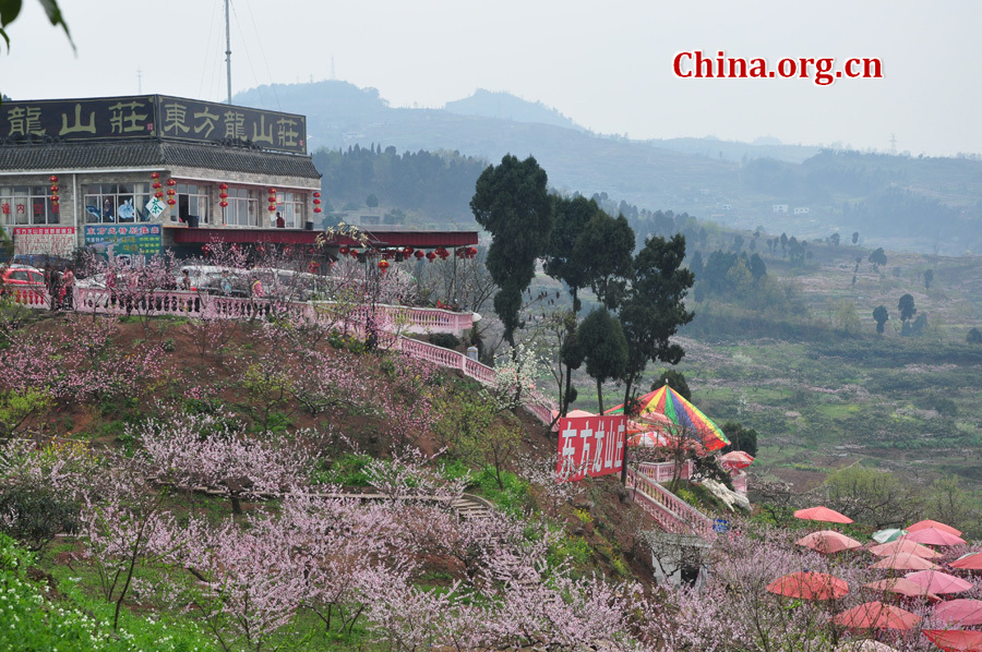 Peach flowers in full blossom are seen at Longquan Scenic Area, Chengdu, capital of China's Sichuan province on Mar. 27, 2012. Located in Long'er Mountain in the eastern part of Chengdu, Longquan Scenic Area includes Huaguo Mountain, Longquan Lake and other scenic spots. It is a picturesque place with lakes, hills, islands and forests. 