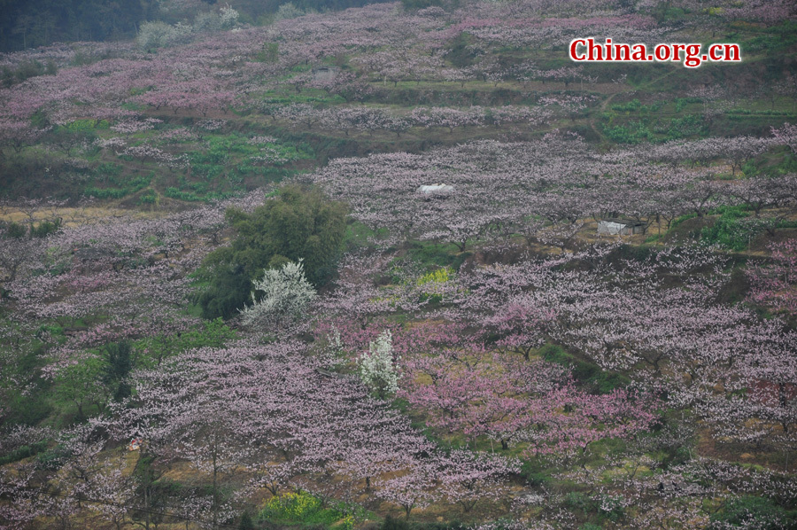 Peach flowers in full blossom are seen at Longquan Scenic Area, Chengdu, capital of China's Sichuan province on Mar. 27, 2012. Located in Long'er Mountain in the eastern part of Chengdu, Longquan Scenic Area includes Huaguo Mountain, Longquan Lake and other scenic spots. It is a picturesque place with lakes, hills, islands and forests. 