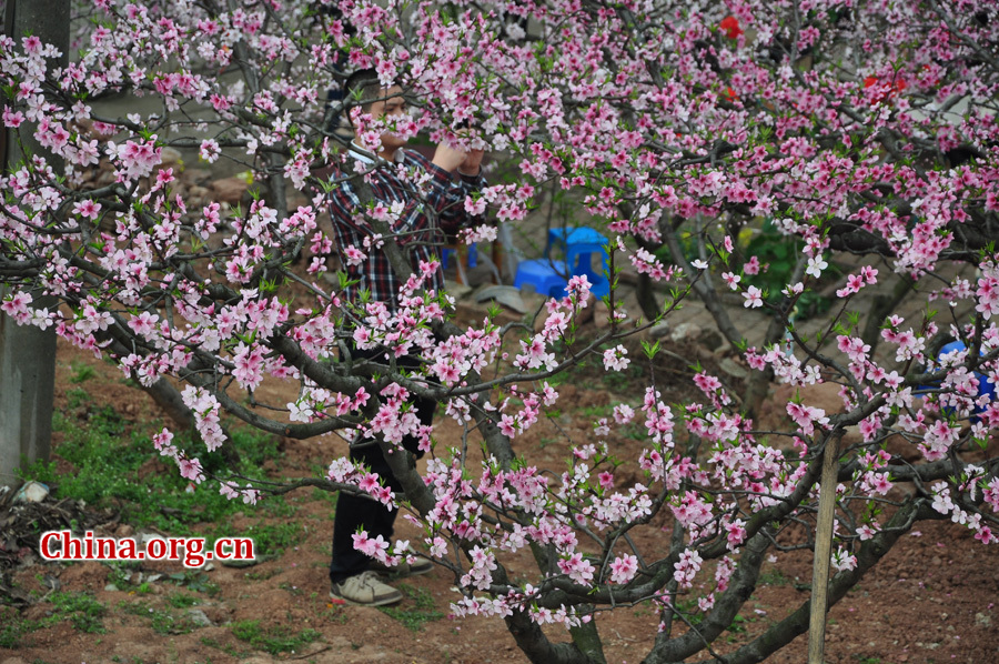 Peach flowers in full blossom are seen at Longquan Scenic Area, Chengdu, capital of China's Sichuan province on Mar. 27, 2012. Located in Long'er Mountain in the eastern part of Chengdu, Longquan Scenic Area includes Huaguo Mountain, Longquan Lake and other scenic spots. It is a picturesque place with lakes, hills, islands and forests. 