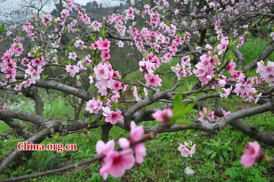 Peach flowers in full blossom are seen at Longquan Scenic Area, Chengdu, capital of China's Sichuan province on Mar. 27, 2012. Located in Long'er Mountain in the eastern part of Chengdu, Longquan Scenic Area includes Huaguo Mountain, Longquan Lake and other scenic spots. It is a picturesque place with lakes, hills, islands and forests. 