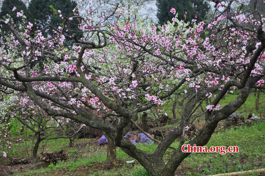 Peach flowers in full blossom are seen at Longquan Scenic Area, Chengdu, capital of China's Sichuan province on Mar. 27, 2012. Located in Long'er Mountain in the eastern part of Chengdu, Longquan Scenic Area includes Huaguo Mountain, Longquan Lake and other scenic spots. It is a picturesque place with lakes, hills, islands and forests. 