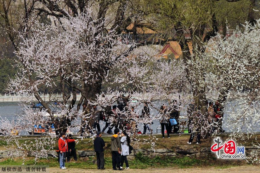 The Summer Palace is one of the finest examples of Garden Architecture in China and located in the northwest suburbs of Beijing. The Summer Palace comprises more than 3,000 structures, including pavilions, towers, bridges, and corridors. Covering 294 hectares, three quarters of the area is water. Its most distinctive features are Longevity Hill and Kunming Lake. [China.org.cn]