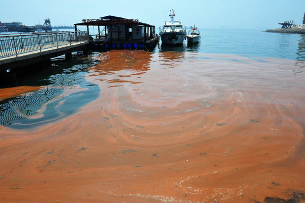 A red tide washes over Moon Bay in Nan&apos;ao town in Shenzhen&apos;s Dapeng New Area, South China&apos;s Guangdong province, April 10, 2012.