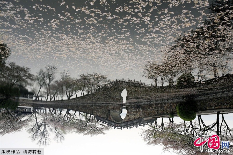 Photo taken on April 7, 2012 shows cherry blossoms on the Yuantouzhu island, a tourist resort of Taihu Lake, China's second largest fresh water lake, in Wuxi, east China's Jiangsu Province. [China.org.cn]