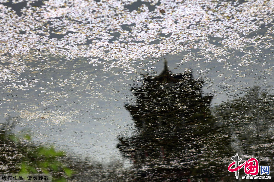 Photo taken on April 7, 2012 shows cherry blossoms on the Yuantouzhu island, a tourist resort of Taihu Lake, China's second largest fresh water lake, in Wuxi, east China's Jiangsu Province. [China.org.cn]