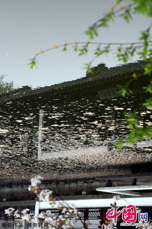 Photo taken on April 7, 2012 shows cherry blossoms on the Yuantouzhu island, a tourist resort of Taihu Lake, China's second largest fresh water lake, in Wuxi, east China's Jiangsu Province. [China.org.cn]