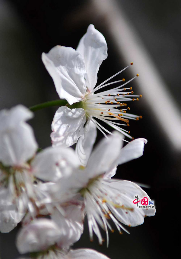 Photo taken on April 7, 2012 shows cherry blossoms on the Yuantouzhu island, a tourist resort of Taihu Lake, China's second largest fresh water lake, in Wuxi, east China's Jiangsu Province. [China.org.cn]