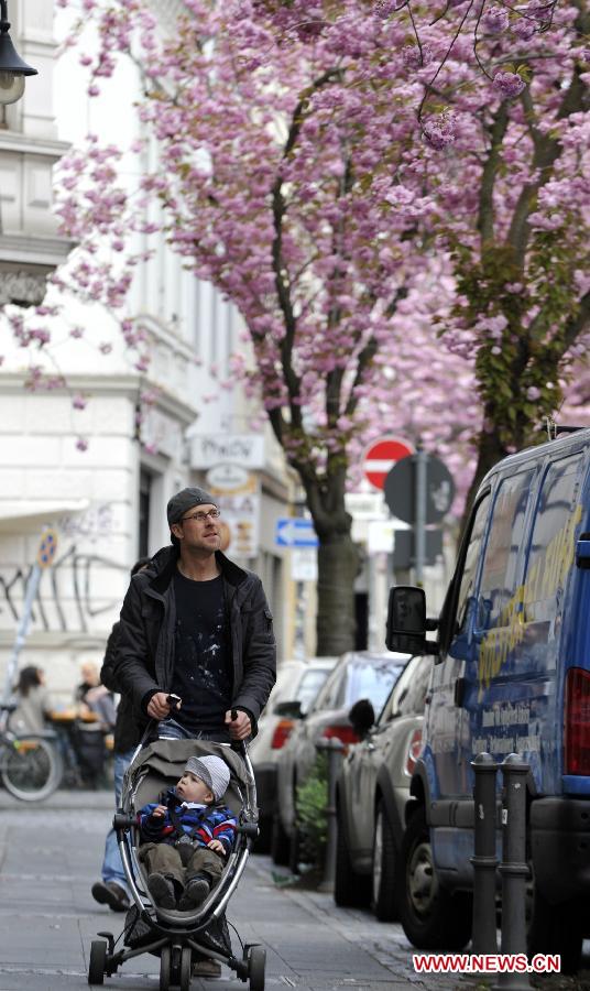 A man pushes a stroller as he looks at the cherry blossoms in Bonn, Germany, April 11, 2012. Cherry blossoms began to bloom in Germany as the temperature keeps climbing up. (Xinhua/Ma Ning) 