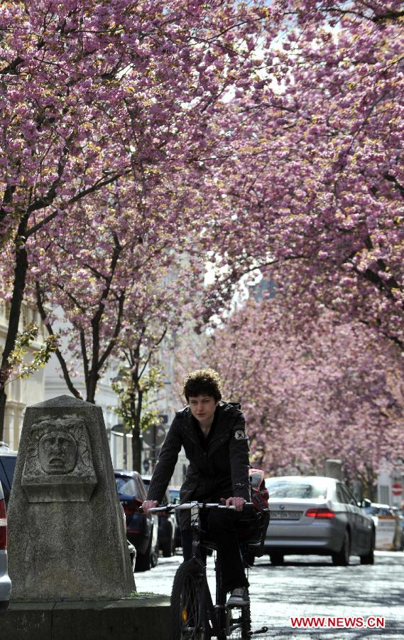 A man rides a bike under the cherry blossom trees in Bonn, Germany, April 11, 2012. Cherry blossoms began to bloom in Germany as the temperature keeps climbing up. (Xinhua/Ma Ning) 