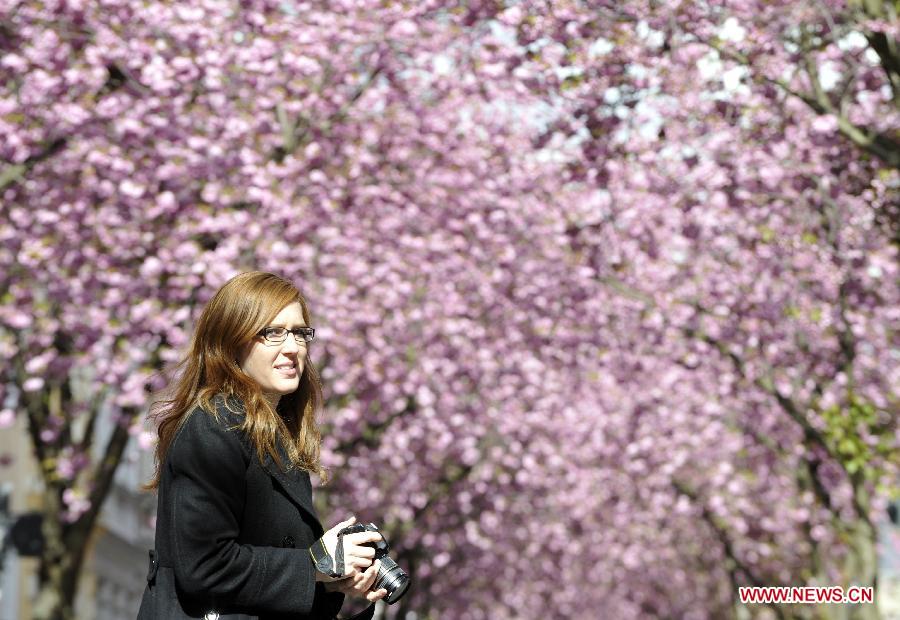 A woman takes photos of the cherry blossoms in Bonn, Germany, April 11, 2012. Cherry blossoms began to bloom in Germany as the temperature keeps climbing up. (Xinhua/Ma Ning) 