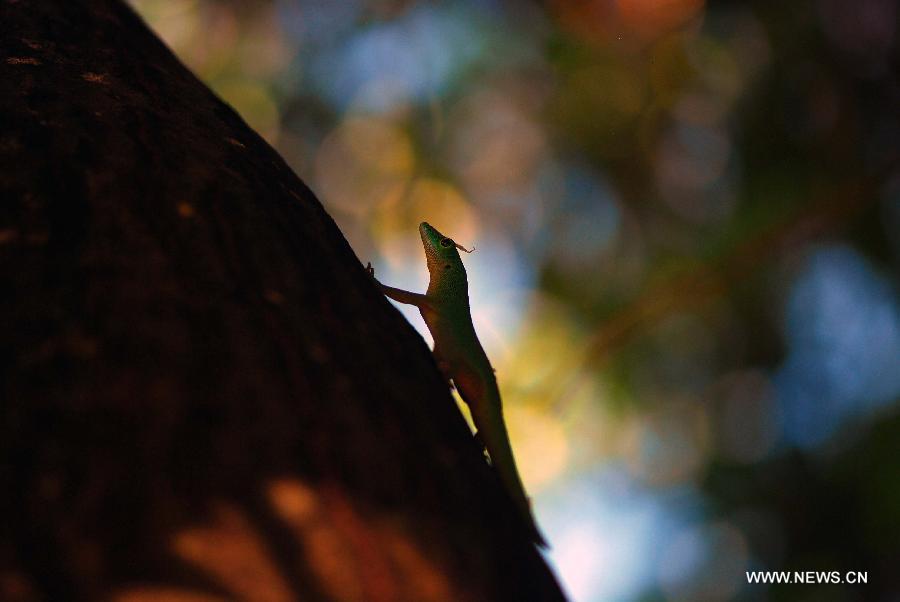 Photo taken on April 4, 2012 shows one green gecko (phelsuma), which are found only on a few islands, looking for food in the jungle on the Praslin island of Seychelles. 