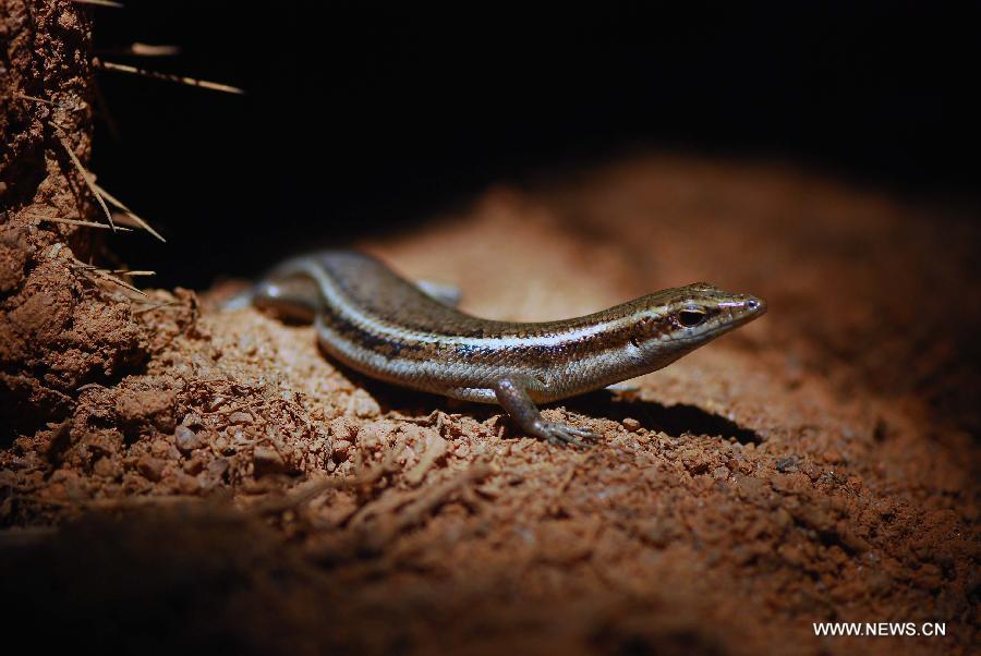 Photo taken on Apirl 4, 2012 shows one Seychelles Skink, which are found only on a few islands, looking for food in the jungle on the Praslin island of Seychelles.