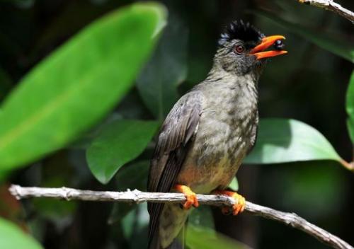 A Bulbul bird in Valle de Mai forest, a UNESCO World Heritage site on Praslin island in the Seychelles.