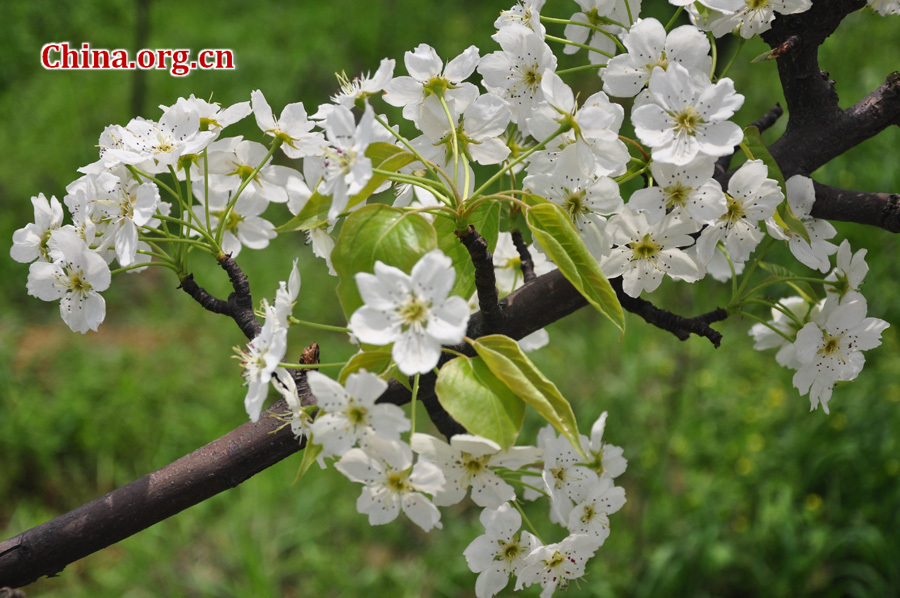 Photo shows the beautiful spring scenery in Gexian Mountain, Pengzhou City, China's Sichuan Province.[China.org.cn/by Chen Xiangzhao]