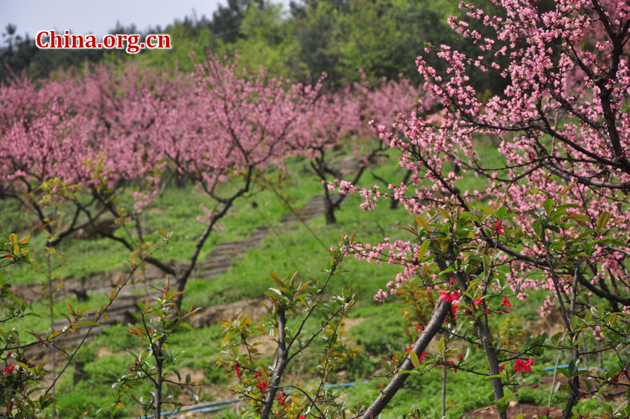 Photo shows the beautiful spring scenery in Gexian Mountain, Pengzhou City, China's Sichuan Province.[China.org.cn/by Chen Xiangzhao]