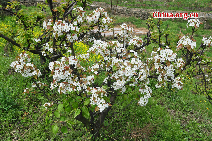 Photo shows the beautiful spring scenery in Gexian Mountain, Pengzhou City, China's Sichuan Province.[China.org.cn/by Chen Xiangzhao]