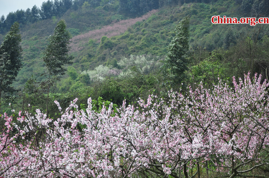 Photo shows the beautiful spring scenery in Gexian Mountain, Pengzhou City, China's Sichuan Province.[China.org.cn/by Chen Xiangzhao]