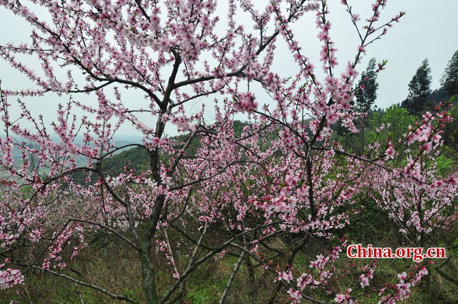 Photo shows the beautiful spring scenery in Gexian Mountain, Pengzhou City, China's Sichuan Province.[China.org.cn/by Chen Xiangzhao]