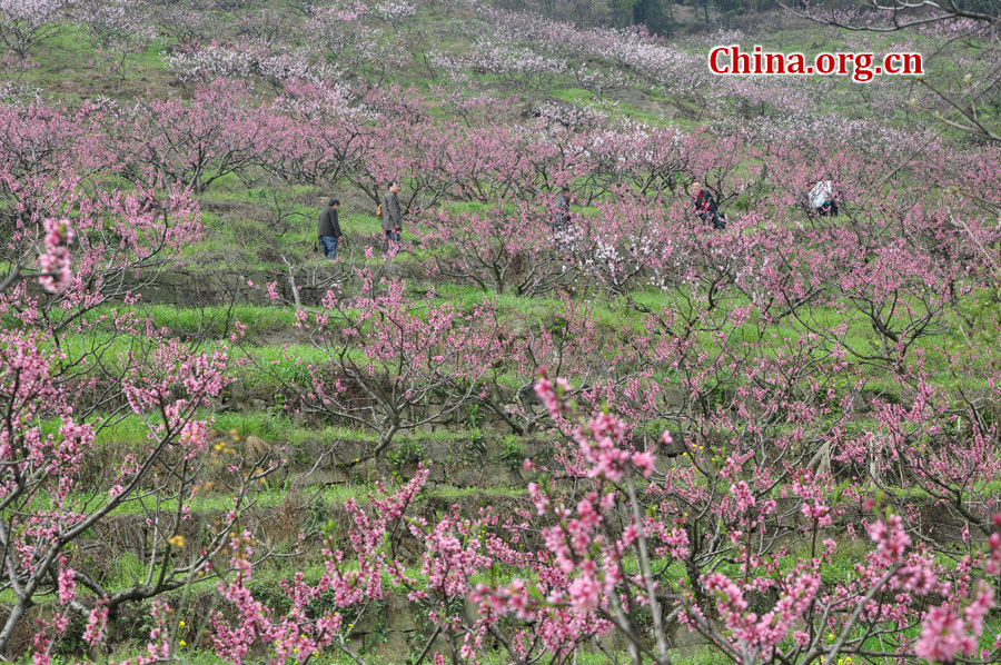 Photo shows the beautiful spring scenery in Gexian Mountain, Pengzhou City, China's Sichuan Province.[China.org.cn/by Chen Xiangzhao]