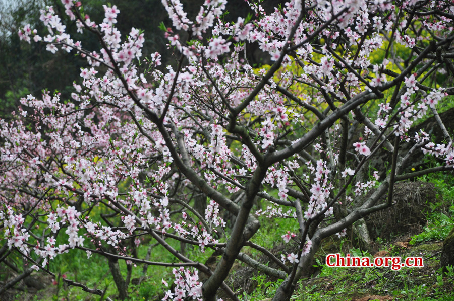 Photo shows the beautiful spring scenery in Gexian Mountain, Pengzhou City, China's Sichuan Province.[China.org.cn/by Chen Xiangzhao]