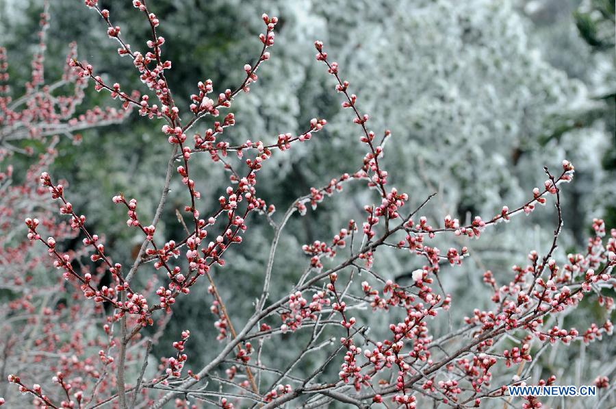  Photo taken on April 12, 2012 shows the snow scenery at Huashan Mountain Scenic Area in Xi'an, capital of northwest China's Shaanxi Province. A snow hit Mt. Huashan on Thursday early morning, bringing charming sceneries to the tourist site. [Xinhua/Tao Ming]