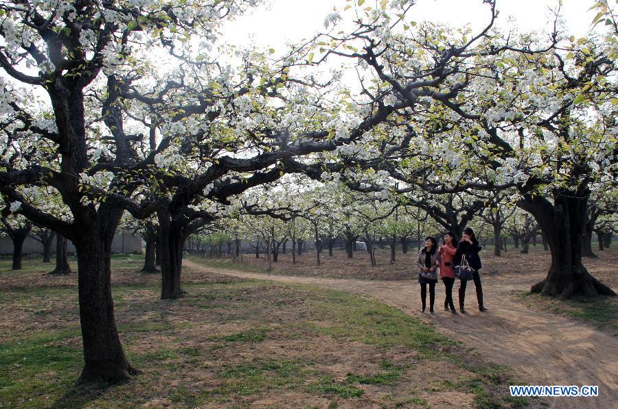 Tourists enjoy the scene at a pear orchard in Dangshan County, east China's Anhui Province, April 10, 2012. As the pear tree flowers are in full blossom in spring, local government organized many cultural and traditional activities in local pear orchards recently, which attracted many tourists. (Xinhua/Cui Meng) 