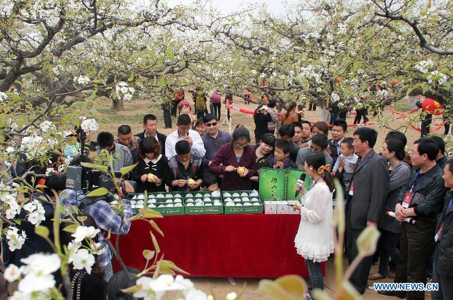 Tourists are interested in a peeling competition at a pear orchard in Dangshan County, east China's Anhui Province, April 9, 2012. As the pear tree flowers are in full blossom in spring, local government organized many cultural and traditional activities in local pear orchards recently, which attracted many tourists. (Xinhua/Cui Meng) 