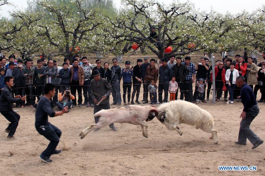 Tourists are attracted to a sheep fighting game at a pear orchard in Dangshan County, east China's Anhui Province, April 10, 2012. As the pear tree flowers are in full blossom in spring, local government organized many cultural and traditional activities in local pear orchards recently, which attracted many tourists. (Xinhua/Cui Meng) 