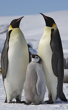 More emperor penguins in Antarctica than previously thought